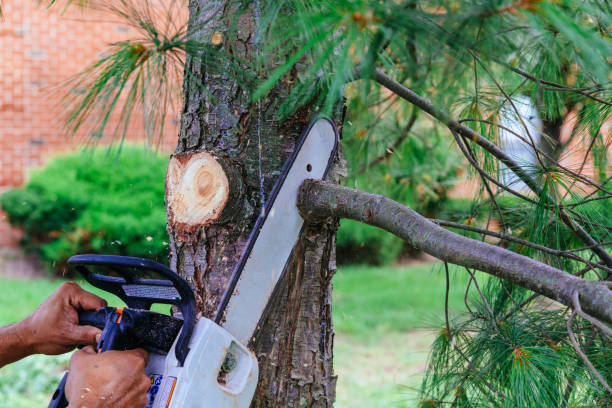 How Our Tree Care Process Works  in Alondra Park, CA